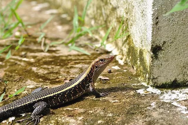 faune Parc National d'Ankarafantsika