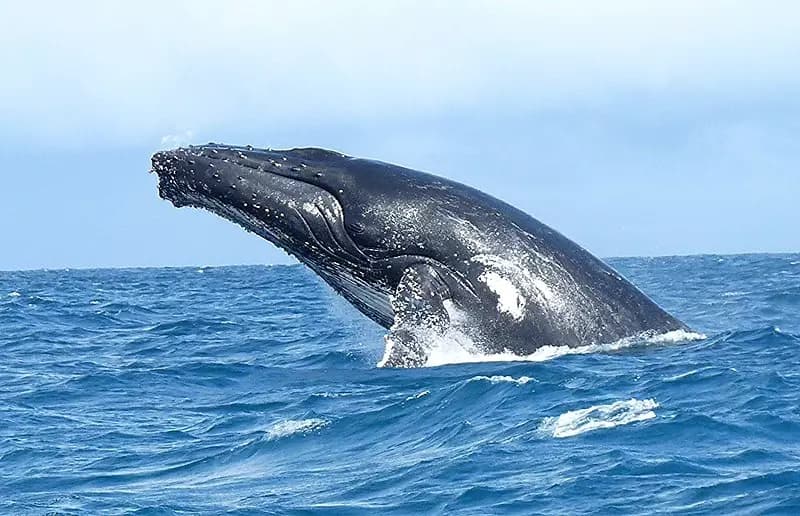 Baleine à bosse, île Sainte Marie Madagascar