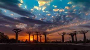 Aller des Baobab