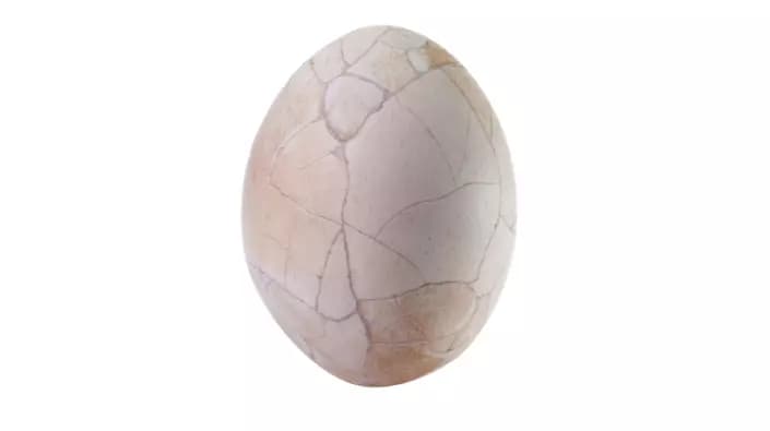 Oeuf d'un Æpyornis Maximus