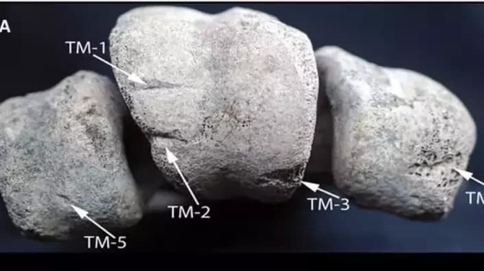 Entailles sur les éléments osseux d'un Vorombe titan